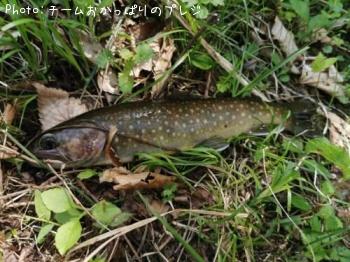 イワナ