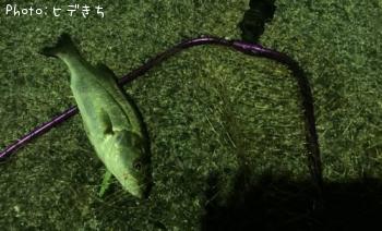 シーバス