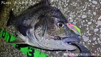クロダイ