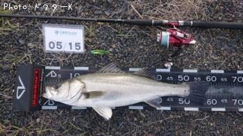シーバス