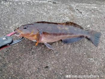 アイナメ