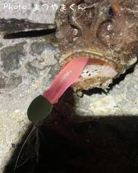 オコゼ