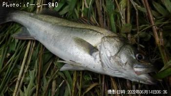 シーバス