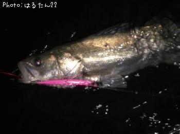 シーバス