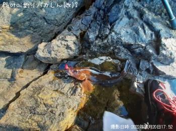 アイナメ