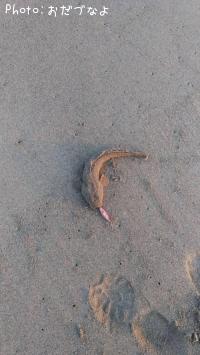 ޥ