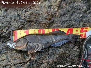 アイナメ