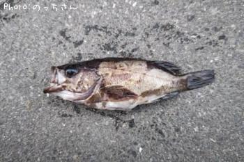 メバル