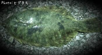 マコガレイ