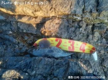 アイナメ