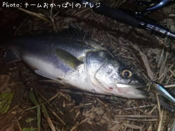 シーバス