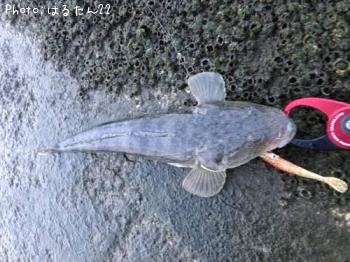 ޥ