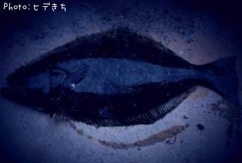 ヒラメ
