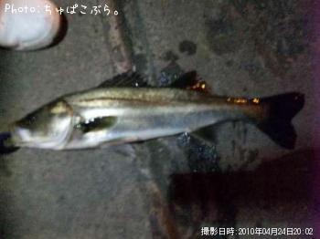 シーバス
