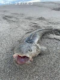 マゴチ