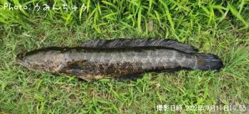 雷魚