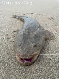 ޥ