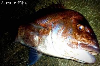 真鯛