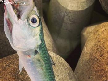 サバ