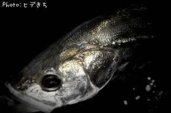 シーバス