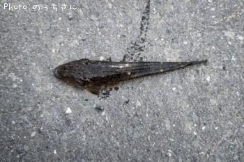 ޥ