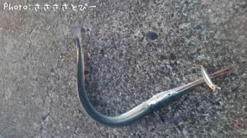 シーバス＆ダツ