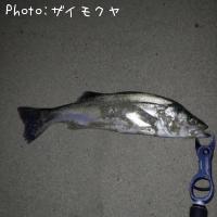 シーバス