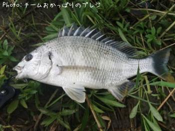 クロダイ