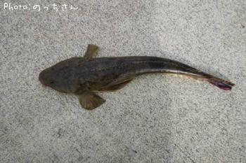 マゴチ