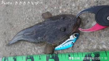 マゴチ