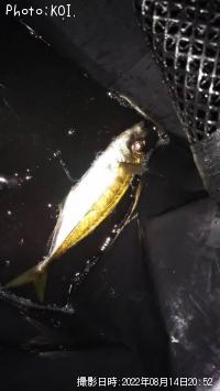 アジ