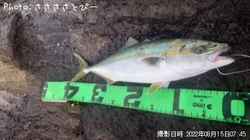 イナダ