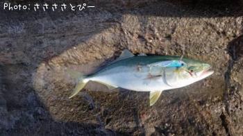 イナダ