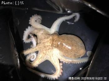 タコ
