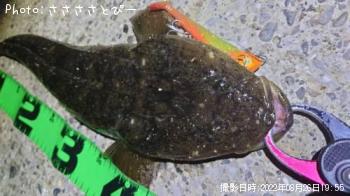 マゴチ
