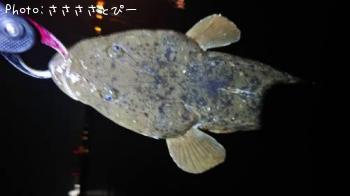 マゴチ