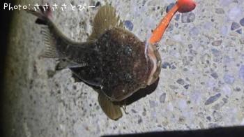 マゴチ