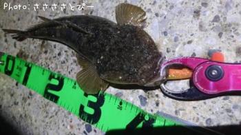 マゴチ