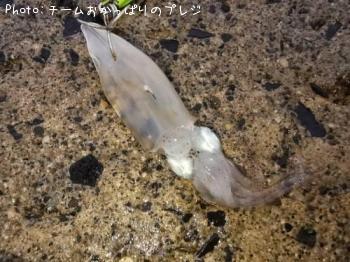 ヒイカ？