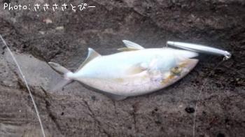 祴ʥѥ