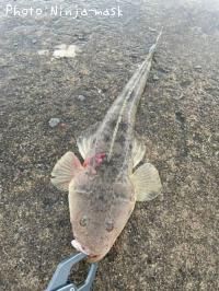 マゴチ