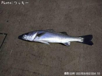 シーバス