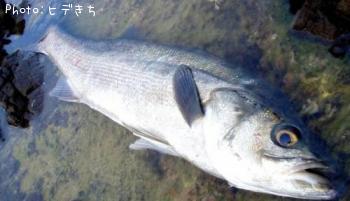 シーバス