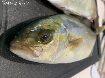 ショゴ