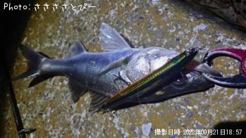 シーバス
