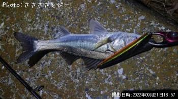シーバス