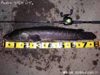 雷魚