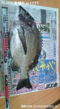 黒鯛