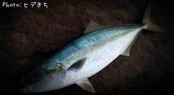 メジロ