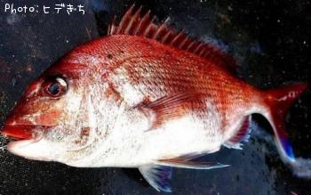 真鯛